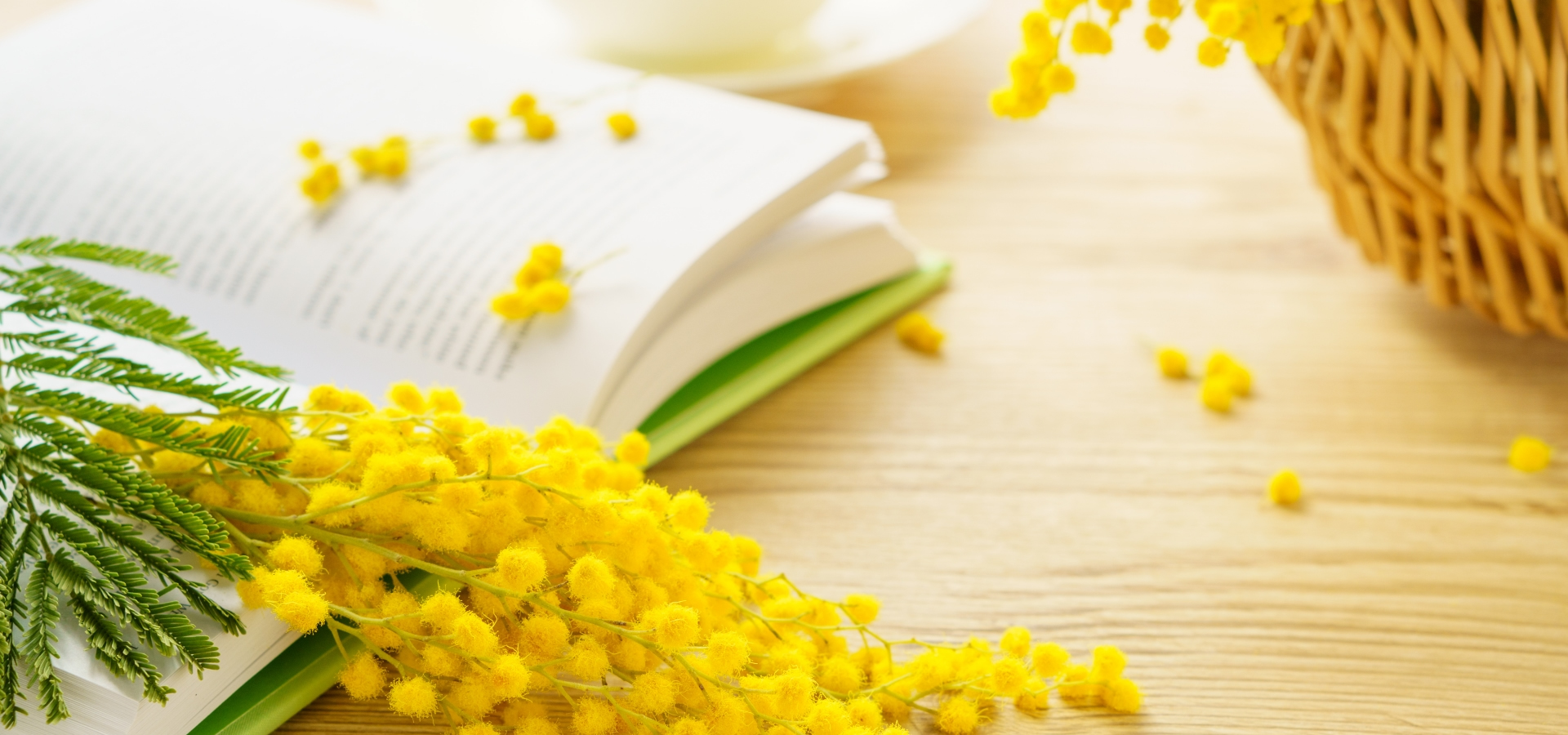 Web Studio アカシア